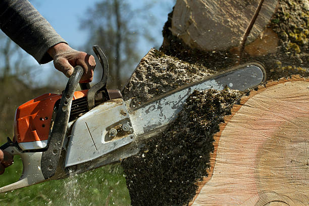 How Our Tree Care Process Works  in  St John, IN